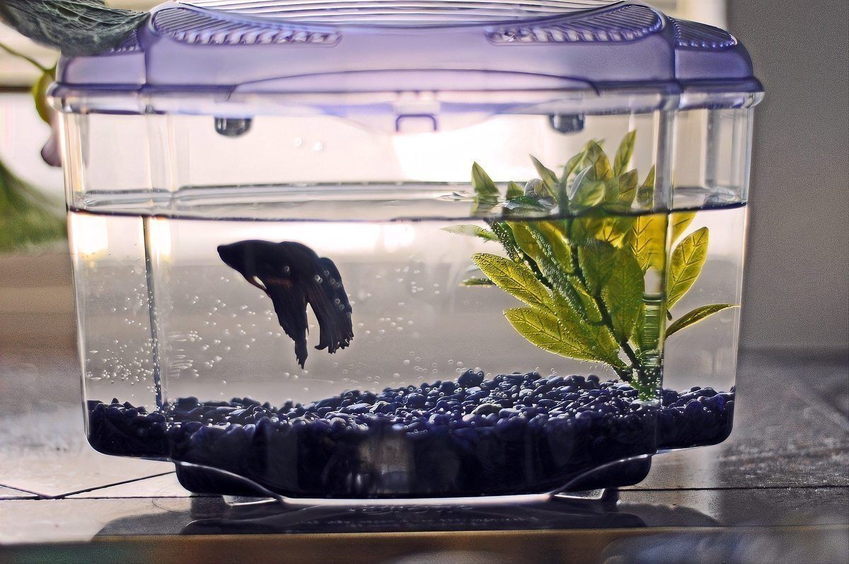 成吉思汗鯊和銀龍魚混養需要多大魚缸，如何判斷成吉思汗鯊和銀龍魚是否適應混養？
