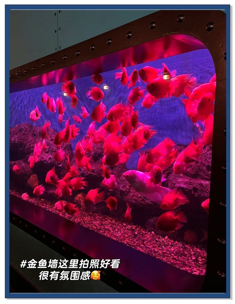 南充水族店：*《南充水族店》*360地圖