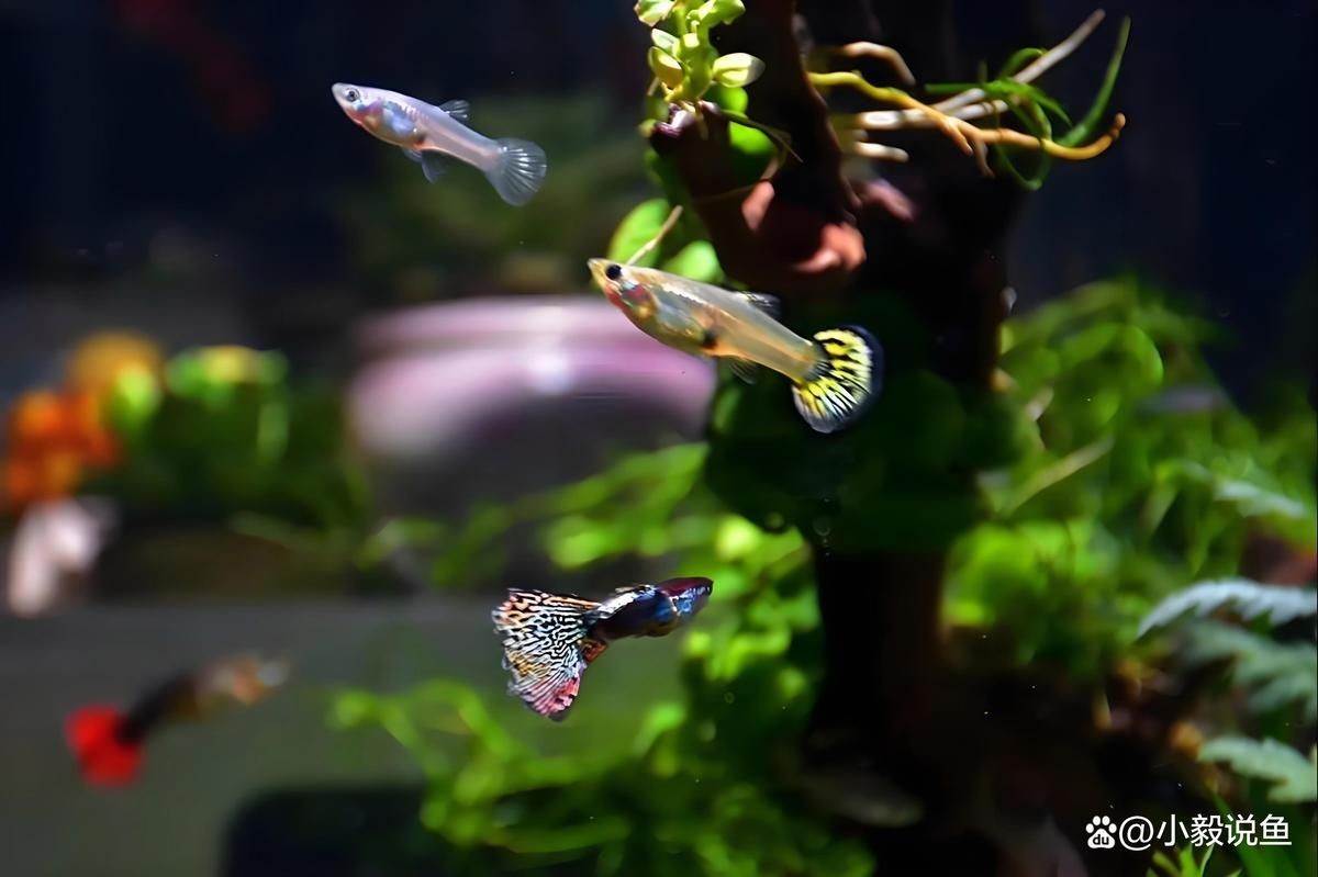 濟寧魚缸維護：濟寧魚缸養護攻略