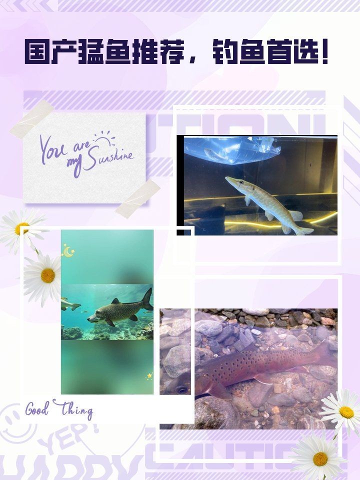 國產十大最強猛魚：中國頂級掠食者之一環的巨型肉食性魚類