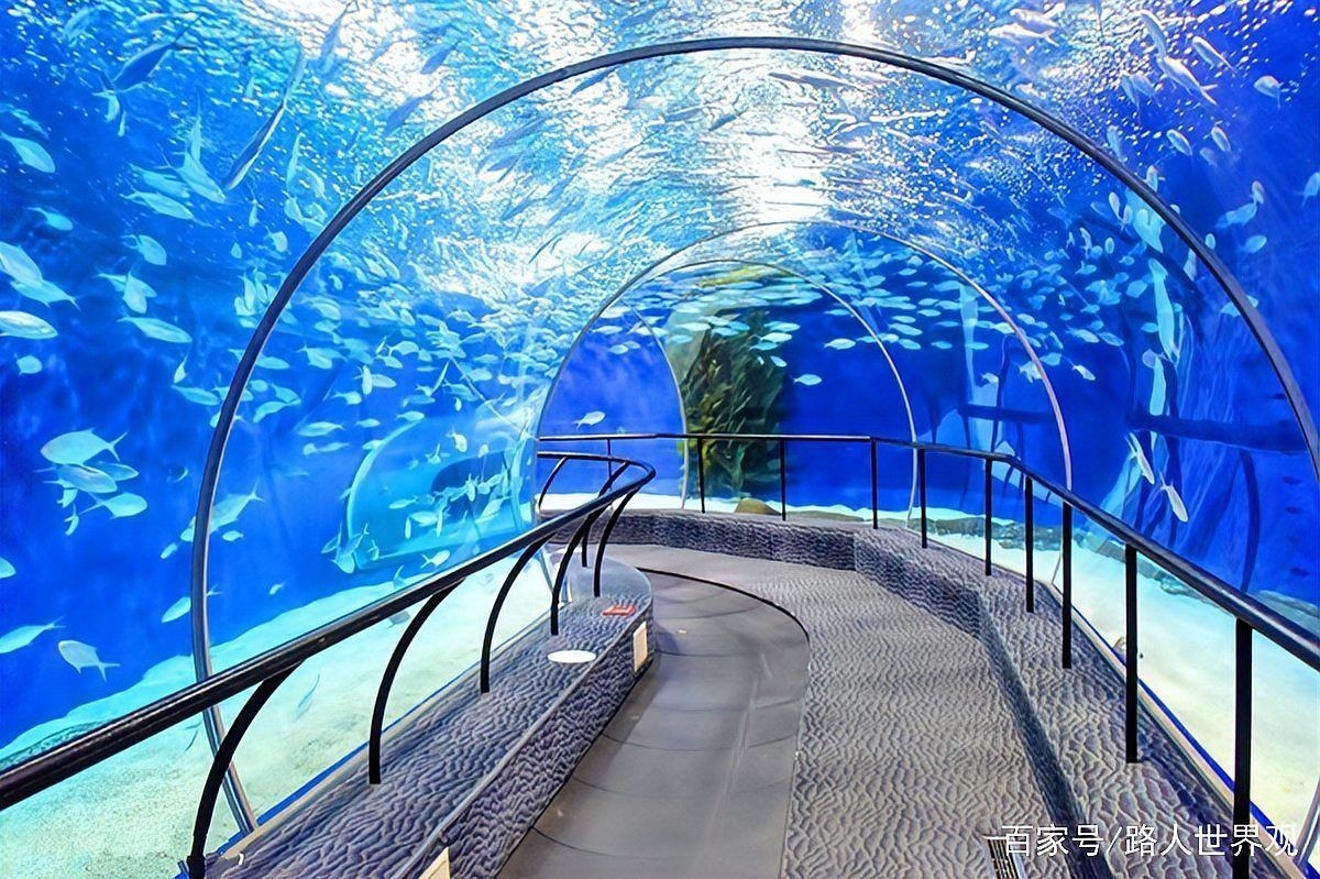 國內有名的水族館有哪些：世界上最大的十個水族館，你去過幾個？ 國內有名的水族館有哪些：世界上最大的十個水族館，你去過幾個？ 全國水族館企業名錄 第5張