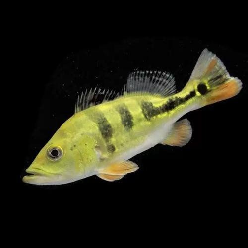 皇冠三間魚的寓意和象征：皇冠三間魚的寓意