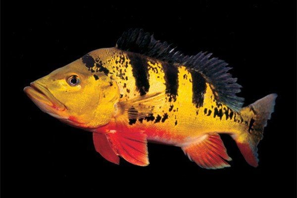 皇冠三間魚的寓意和象征：皇冠三間魚的寓意