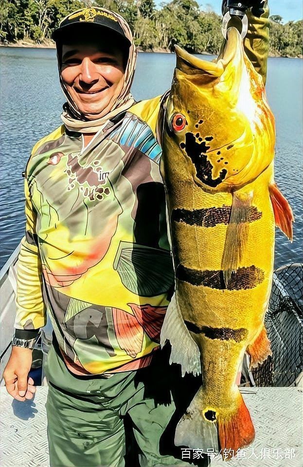 皇冠三間魚的寓意和象征：皇冠三間魚的寓意