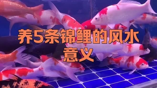 家錦鯉養幾條最招財：錦鯉一般養幾條最吉利