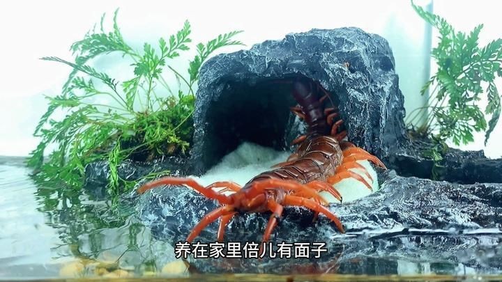 中國(guó)紅龍蜈蚣有何獨(dú)特之處？：中國(guó)發(fā)現(xiàn)的最大蜈蚣種類