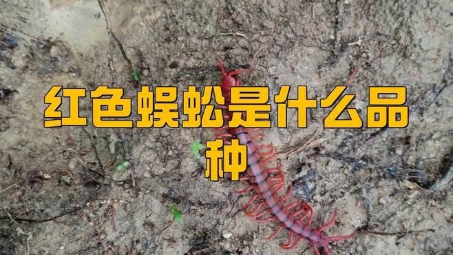 金頭藍(lán)底過(guò)背金龍魚(yú)適合多大的魚(yú)缸？，“金頭藍(lán)底過(guò)背金龍魚(yú)”適合的魚(yú)缸尺寸及相關(guān)要點(diǎn) 金頭藍(lán)底過(guò)背金龍魚(yú)適合多大的魚(yú)缸？，“金頭藍(lán)底過(guò)背金龍魚(yú)”適合的魚(yú)缸尺寸及相關(guān)要點(diǎn) 龍魚(yú)百科 第1張