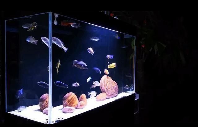 吉印水族最經典三個地方：廈門吉印水族館