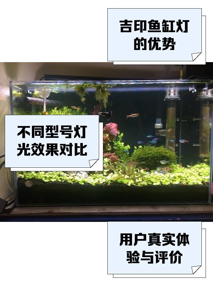 吉印水族最經典三個地方：廈門吉印水族館