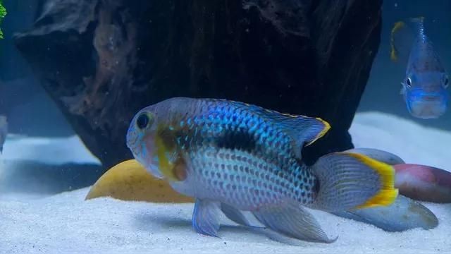 麗麗魚和曼龍魚的區(qū)別：麗麗魚與曼龍魚的區(qū)別有哪些麗麗魚和曼龍魚的區(qū)別 麗麗魚和曼龍魚的區(qū)別：麗麗魚與曼龍魚的區(qū)別有哪些麗麗魚和曼龍魚的區(qū)別 龍魚百科 第7張
