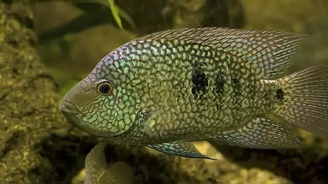 麗麗魚和曼龍魚的區(qū)別：麗麗魚與曼龍魚的區(qū)別有哪些麗麗魚和曼龍魚的區(qū)別 麗麗魚和曼龍魚的區(qū)別：麗麗魚與曼龍魚的區(qū)別有哪些麗麗魚和曼龍魚的區(qū)別 龍魚百科 第5張
