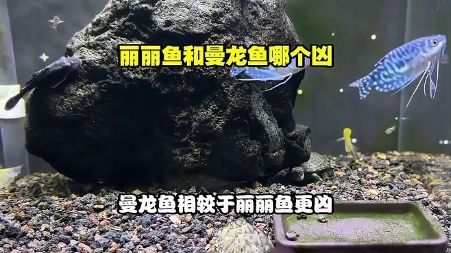 麗麗魚和曼龍魚的區(qū)別：麗麗魚與曼龍魚的區(qū)別有哪些麗麗魚和曼龍魚的區(qū)別 麗麗魚和曼龍魚的區(qū)別：麗麗魚與曼龍魚的區(qū)別有哪些麗麗魚和曼龍魚的區(qū)別 龍魚百科 第6張