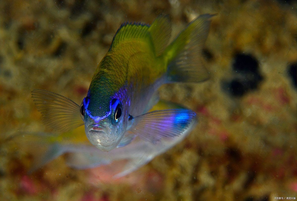麗麗魚和曼龍魚的區(qū)別：麗麗魚與曼龍魚的區(qū)別有哪些麗麗魚和曼龍魚的區(qū)別 麗麗魚和曼龍魚的區(qū)別：麗麗魚與曼龍魚的區(qū)別有哪些麗麗魚和曼龍魚的區(qū)別 龍魚百科 第1張