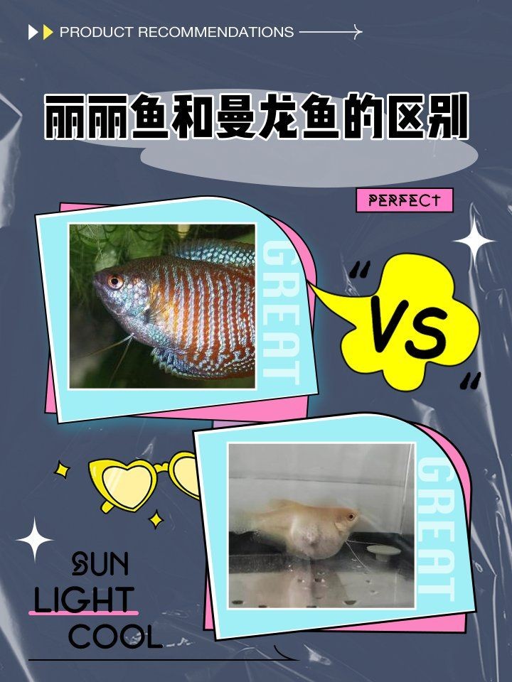 麗麗魚和曼龍魚的區(qū)別：麗麗魚與曼龍魚的區(qū)別有哪些麗麗魚和曼龍魚的區(qū)別 麗麗魚和曼龍魚的區(qū)別：麗麗魚與曼龍魚的區(qū)別有哪些麗麗魚和曼龍魚的區(qū)別 龍魚百科 第4張