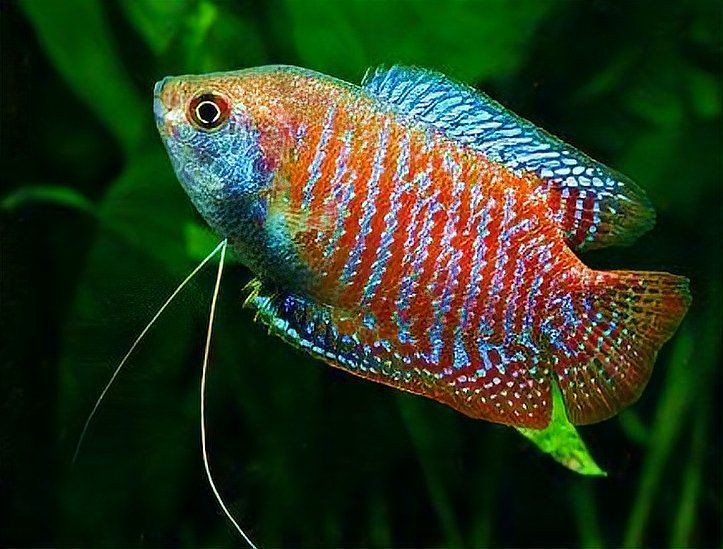 麗麗魚和曼龍魚的區(qū)別：麗麗魚與曼龍魚的區(qū)別有哪些麗麗魚和曼龍魚的區(qū)別 麗麗魚和曼龍魚的區(qū)別：麗麗魚與曼龍魚的區(qū)別有哪些麗麗魚和曼龍魚的區(qū)別 龍魚百科 第2張