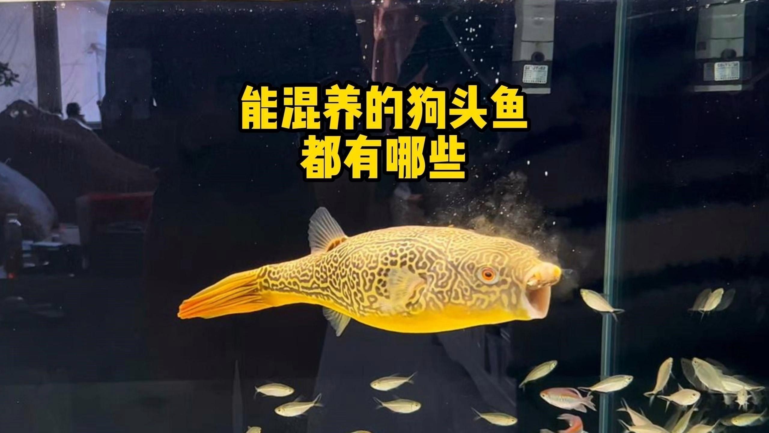 紅圓點狗頭魚為什么能混養：紅圓點狗頭魚混養優勢及注意事項 紅圓點狗頭魚為什么能混養：紅圓點狗頭魚混養優勢及注意事項 龍魚論壇 第1張