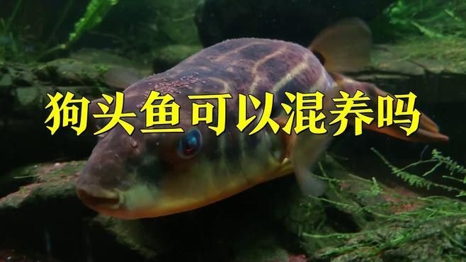 紅圓點狗頭魚為什么能混養：紅圓點狗頭魚混養優勢及注意事項 紅圓點狗頭魚為什么能混養：紅圓點狗頭魚混養優勢及注意事項 龍魚論壇 第4張