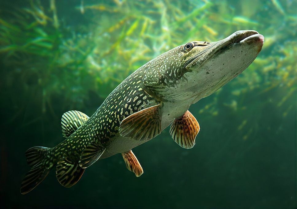 狗魚俗稱什么魚:探秘長壽魚種——狗魚 龍魚論壇 第3張 狗魚俗稱什么魚:探秘長壽魚種——狗魚 狗魚俗稱什么魚:探秘長壽魚種——狗魚 龍魚論壇 第3張
