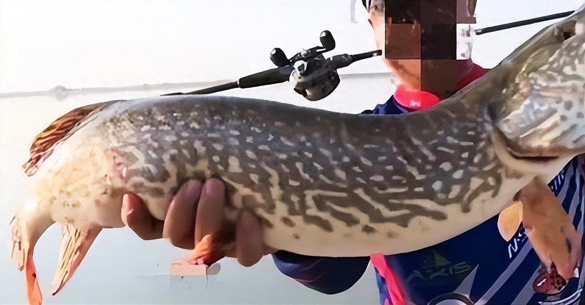 狗魚俗稱什么魚:探秘長壽魚種——狗魚 龍魚論壇 第18張 狗魚俗稱什么魚:探秘長壽魚種——狗魚 狗魚俗稱什么魚:探秘長壽魚種——狗魚 龍魚論壇 第18張