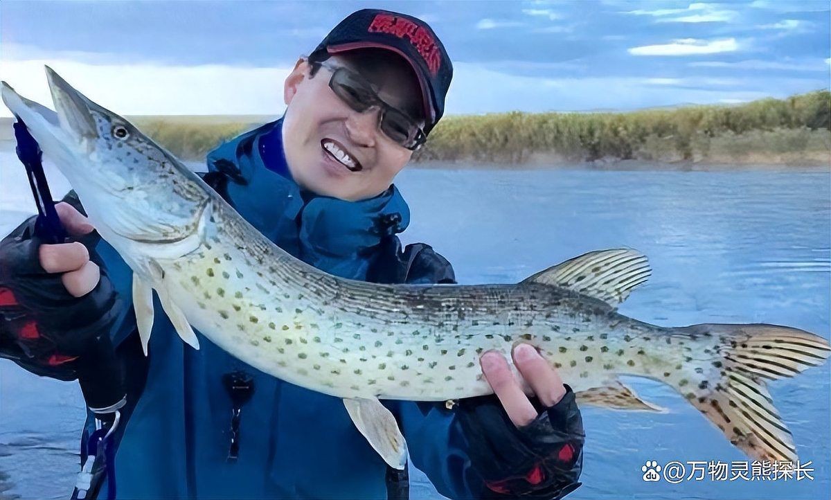 狗魚俗稱什么魚:探秘長壽魚種——狗魚 龍魚論壇 第5張 狗魚俗稱什么魚:探秘長壽魚種——狗魚 狗魚俗稱什么魚:探秘長壽魚種——狗魚 龍魚論壇 第5張