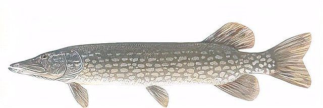 狗魚俗稱什么魚:探秘長壽魚種——狗魚 龍魚論壇 第1張 狗魚俗稱什么魚:探秘長壽魚種——狗魚 狗魚俗稱什么魚:探秘長壽魚種——狗魚 龍魚論壇 第1張