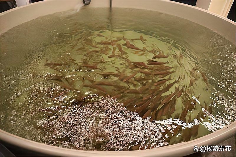 楊凌魚缸批發市場：楊凌魚缸批發市場從傳統零售向技術+服務模式轉型 楊凌魚缸批發市場：楊凌魚缸批發市場從傳統零售向技術+服務模式轉型 全國水族館企業名錄 第12張