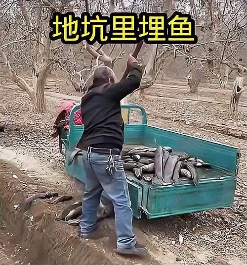 埋葬死魚算不算陰德：“埋葬死魚算不算陰德”這一問(wèn)題觸及傳統(tǒng)倫理、民俗信仰與現(xiàn)代生態(tài)觀念的交織 埋葬死魚算不算陰德：“埋葬死魚算不算陰德”這一問(wèn)題觸及傳統(tǒng)倫理、民俗信仰與現(xiàn)代生態(tài)觀念的交織 龍魚百科 第14張