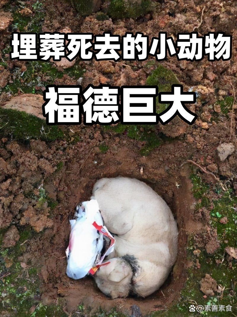 埋葬死魚算不算陰德：“埋葬死魚算不算陰德”這一問(wèn)題觸及傳統(tǒng)倫理、民俗信仰與現(xiàn)代生態(tài)觀念的交織 埋葬死魚算不算陰德：“埋葬死魚算不算陰德”這一問(wèn)題觸及傳統(tǒng)倫理、民俗信仰與現(xiàn)代生態(tài)觀念的交織 龍魚百科 第9張