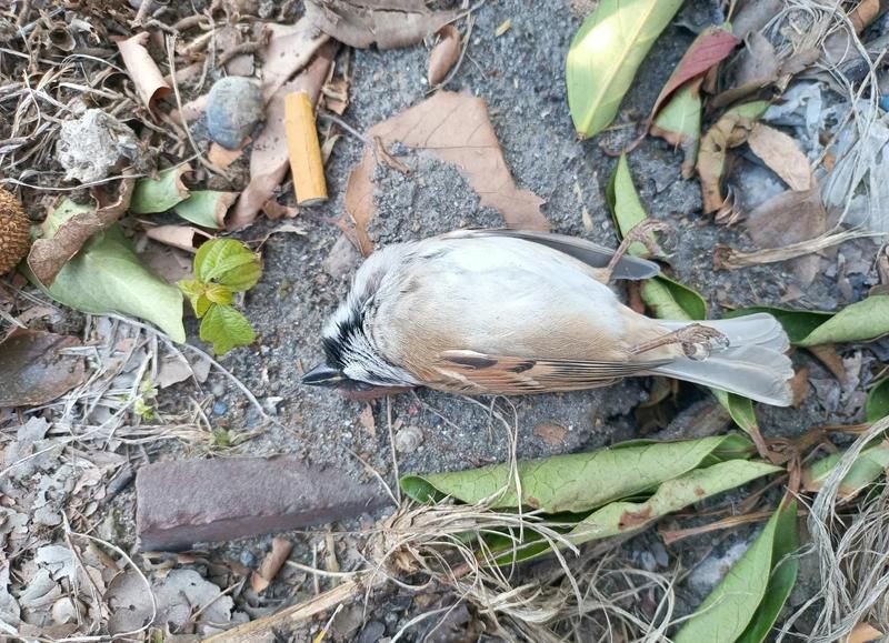 埋葬死魚算不算陰德：“埋葬死魚算不算陰德”這一問(wèn)題觸及傳統(tǒng)倫理、民俗信仰與現(xiàn)代生態(tài)觀念的交織 埋葬死魚算不算陰德：“埋葬死魚算不算陰德”這一問(wèn)題觸及傳統(tǒng)倫理、民俗信仰與現(xiàn)代生態(tài)觀念的交織 龍魚百科 第11張