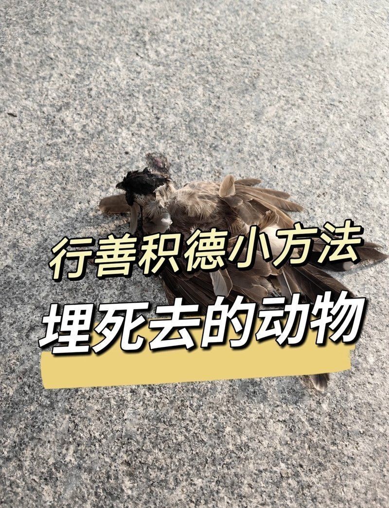 埋葬死魚算不算陰德：“埋葬死魚算不算陰德”這一問(wèn)題觸及傳統(tǒng)倫理、民俗信仰與現(xiàn)代生態(tài)觀念的交織 埋葬死魚算不算陰德：“埋葬死魚算不算陰德”這一問(wèn)題觸及傳統(tǒng)倫理、民俗信仰與現(xiàn)代生態(tài)觀念的交織 龍魚百科 第18張