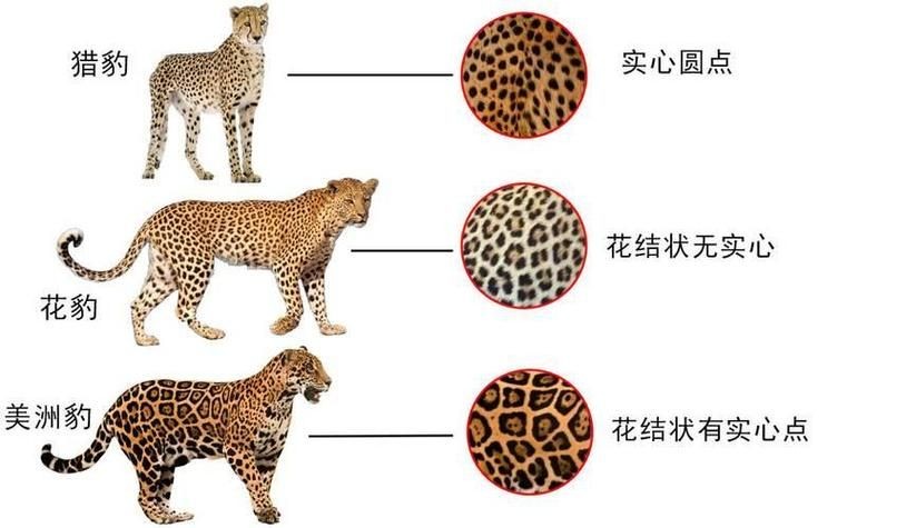 皇冠豹的公母圖片：皇冠豹性別二態性特征對比展示其公母個體典型差異