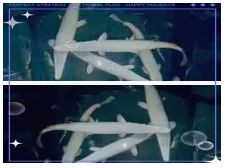 火箭魚圖片：*《火箭魚圖片》*《火箭魚圖片》