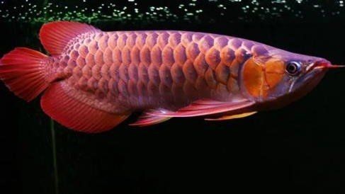 中國最貴龍魚：中國最貴龍魚多少錢腦腦甜系生活錄800萬成交