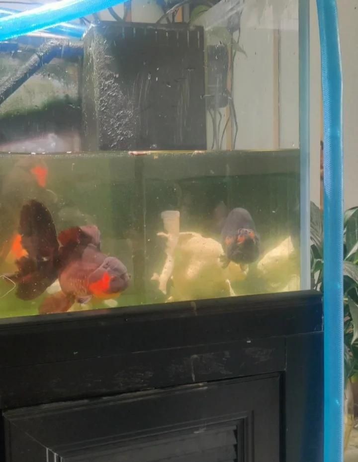 九鼎魚缸的壽命是幾年：九鼎魚缸壽命受多重因素影響通常在合理養護下可維持5-10年