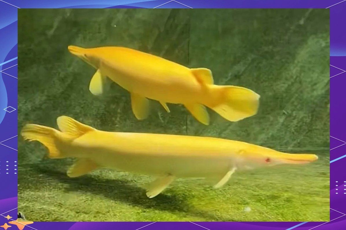 皇家火箭魚不能隨便吃：“皇家火箭魚不能隨便吃”警示背后，關乎生態保護與法律規范