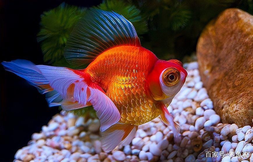 冷水觀賞魚養(yǎng)殖技巧：養(yǎng)冷水魚超簡單！這10款懶人也能養(yǎng)好，新手入門必看！