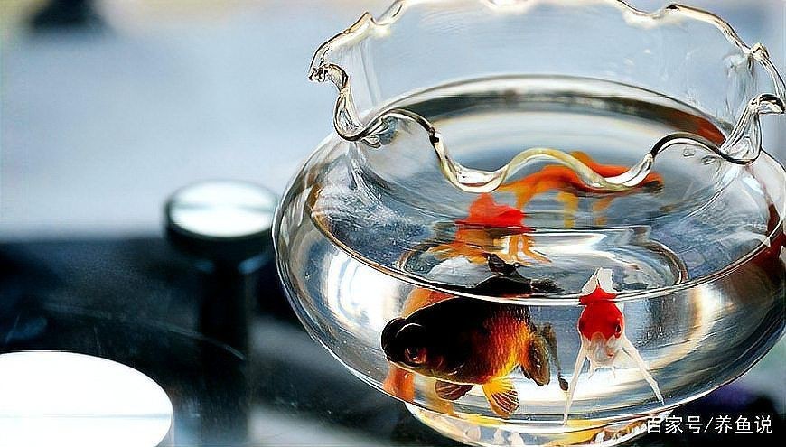 冷水觀賞魚養(yǎng)殖技巧：養(yǎng)冷水魚超簡單！這10款懶人也能養(yǎng)好，新手入門必看！