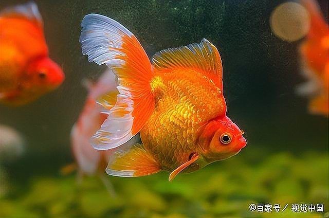 冷水觀賞魚養(yǎng)殖技巧：養(yǎng)冷水魚超簡單！這10款懶人也能養(yǎng)好，新手入門必看！