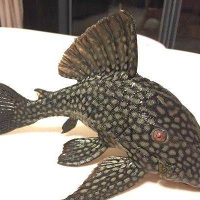 皇冠豹魚最忌三種食物：如何判斷皇冠豹魚是否健康