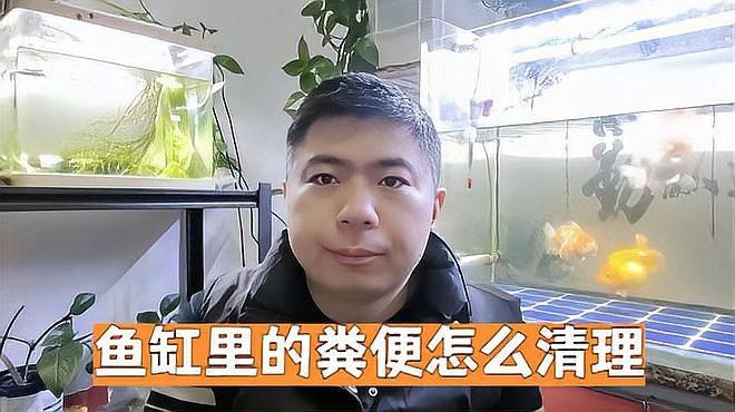 養(yǎng)什么能清理魚(yú)缸糞便【《養(yǎng)什么能清理魚(yú)缸糞便》在水族養(yǎng)殖中，魚(yú)缸糞便的處理是個(gè)棘手問(wèn)題】