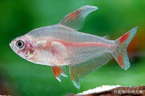 紅大鉤扯旗魚可以混養嗎【紅大鉤扯旗魚可以混養嗎？】