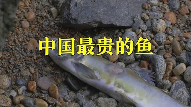 中國最貴的魚多少錢一斤【中國價格最貴的10種淡水魚，吃過3種以上算我輸】