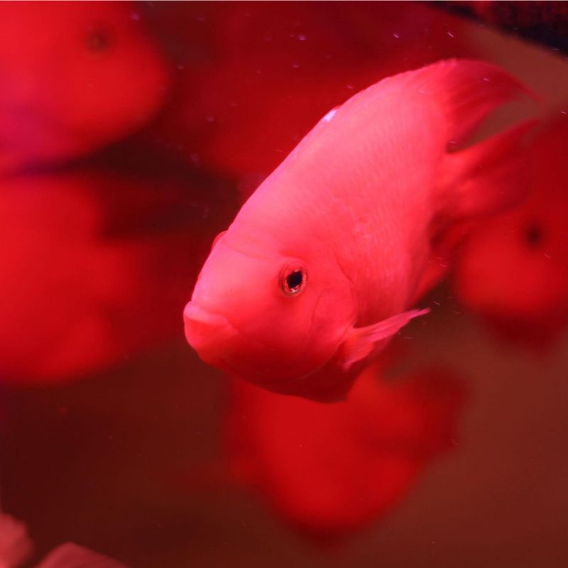 紅圓點狗頭魚是雜交的還是進口的，如何辨別紅圓點狗頭魚的品質