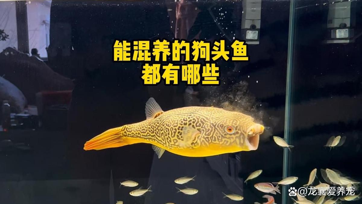 紅圓點狗頭魚是雜交的還是進(jìn)口的，如何辨別紅圓點狗頭魚的品質(zhì) 紅圓點狗頭魚是雜交的還是進(jìn)口的，如何辨別紅圓點狗頭魚的品質(zhì) 龍魚論壇 第6張