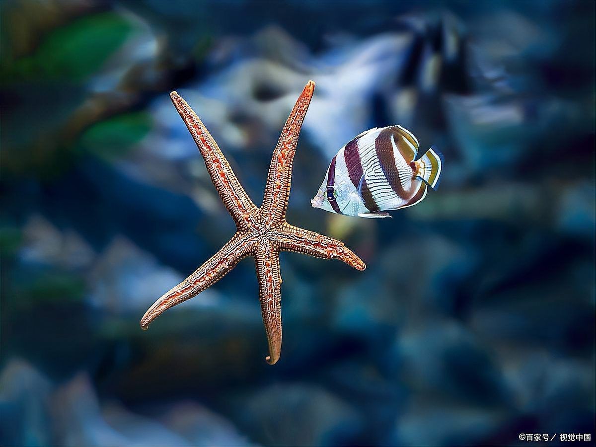 海象魚混養(yǎng)，關于海象魚混養(yǎng)的幾點建議