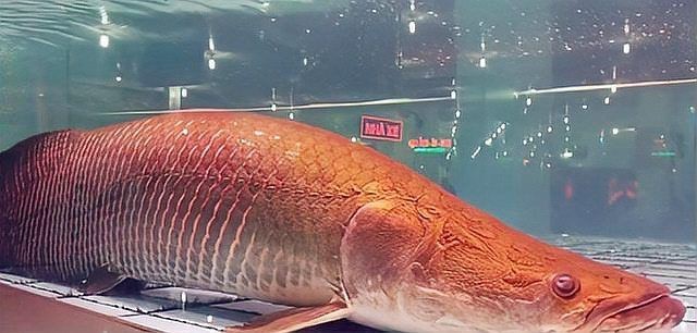 海象魚混養(yǎng)，關于海象魚混養(yǎng)的幾點建議