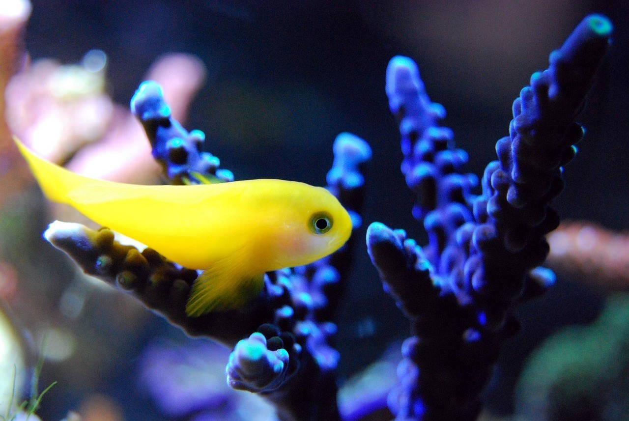拜城水族店，拜城縣可麗愛水族店為何注銷這兩家水族店何時注銷