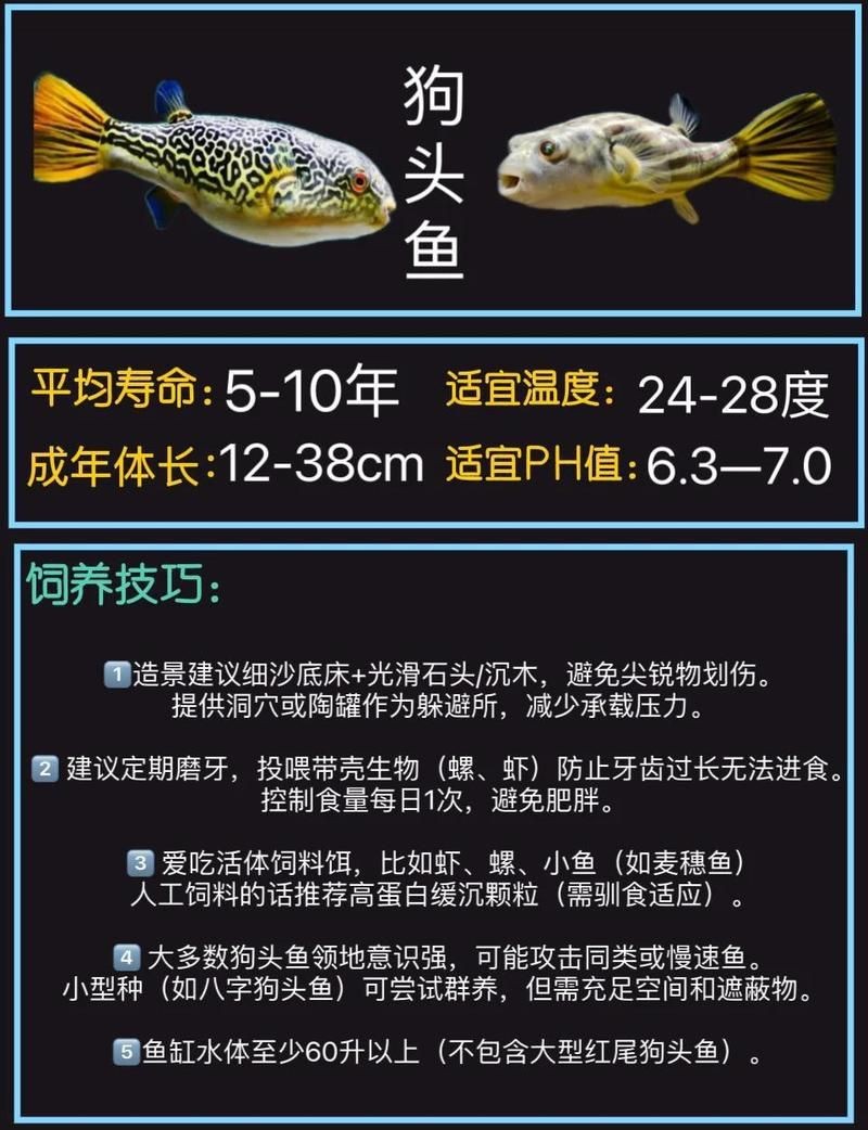 河豚與斑馬狗頭最簡單區(qū)分，如何區(qū)分不同種類的河豚