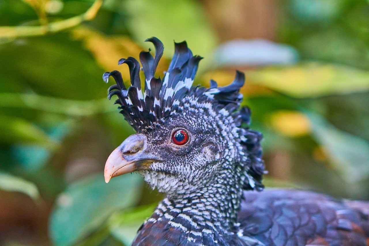 虎紋恐龍和龍魚混養好嗎圖片:虎紋恐龍和龍魚混養好嗎圖片大全,虎紋恐龍與龍魚混養注意事項 水族問答 第2張 虎紋恐龍和龍魚混養好嗎圖片:虎紋恐龍和龍魚混養好嗎圖片大全,虎紋恐龍與龍魚混養注意事項 虎紋恐龍和龍魚混養好嗎圖片:虎紋恐龍和龍魚混養好嗎圖片大全,虎紋恐龍與龍魚混養注意事項 水族問答 第2張