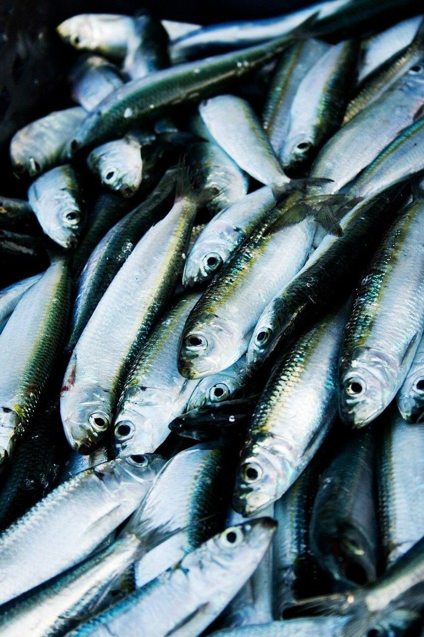 那種雷龍魚好看又便宜：那種雷龍魚好看又便宜又好養，《那種雷龍魚可能會因為環境變化而產生反應而產生反應 那種雷龍魚好看又便宜：那種雷龍魚好看又便宜又好養，《那種雷龍魚可能會因為環境變化而產生反應而產生反應 水族問答 第1張